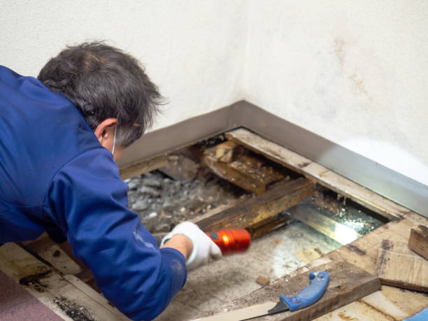 Professional Mold Removal in Slippery Rock, PA