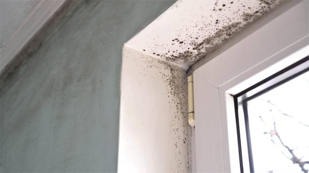 Best Crawl Space Mold Removal  in Slippery Rock, PA