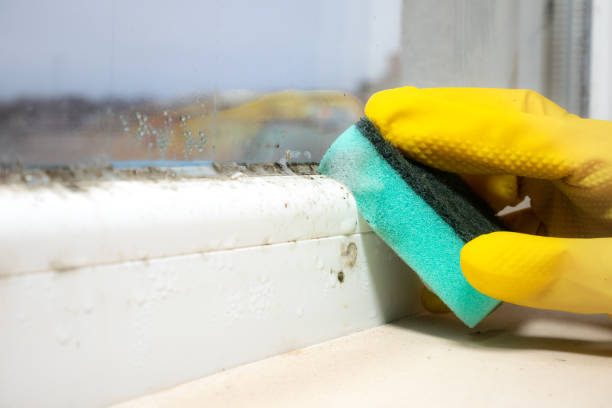 Best Mold Removal Company Near Me  in Slippery Rock, PA