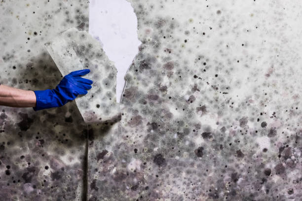 Best Same-Day Mold Removal  in Slippery Rock, PA