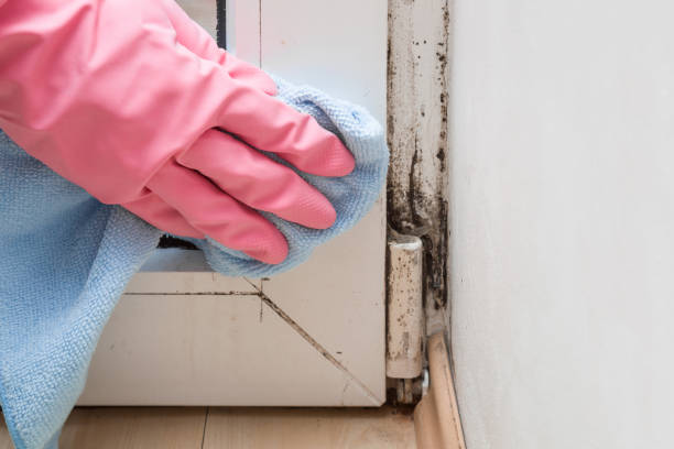 Best Local Mold Removal Service  in Slippery Rock, PA